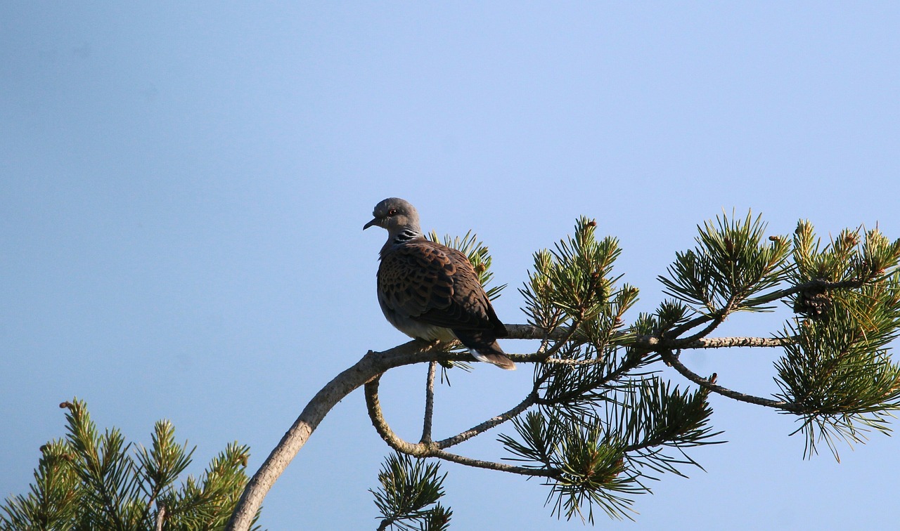 How Biodiversity Supports a Healthy Ecosystem